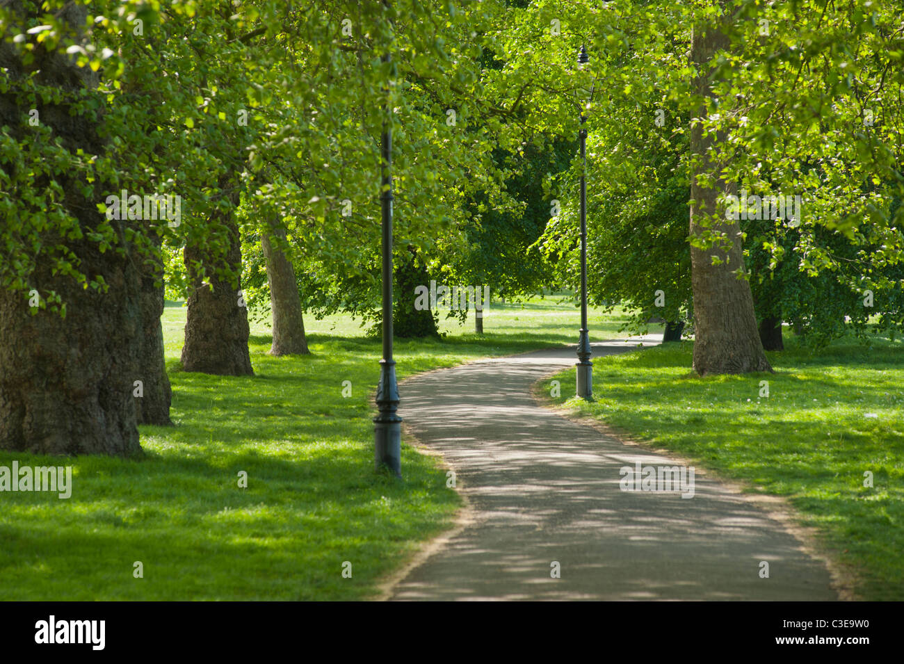 Tree lined path across Clapham Common in Lambeth, London, UK. Stock Photo