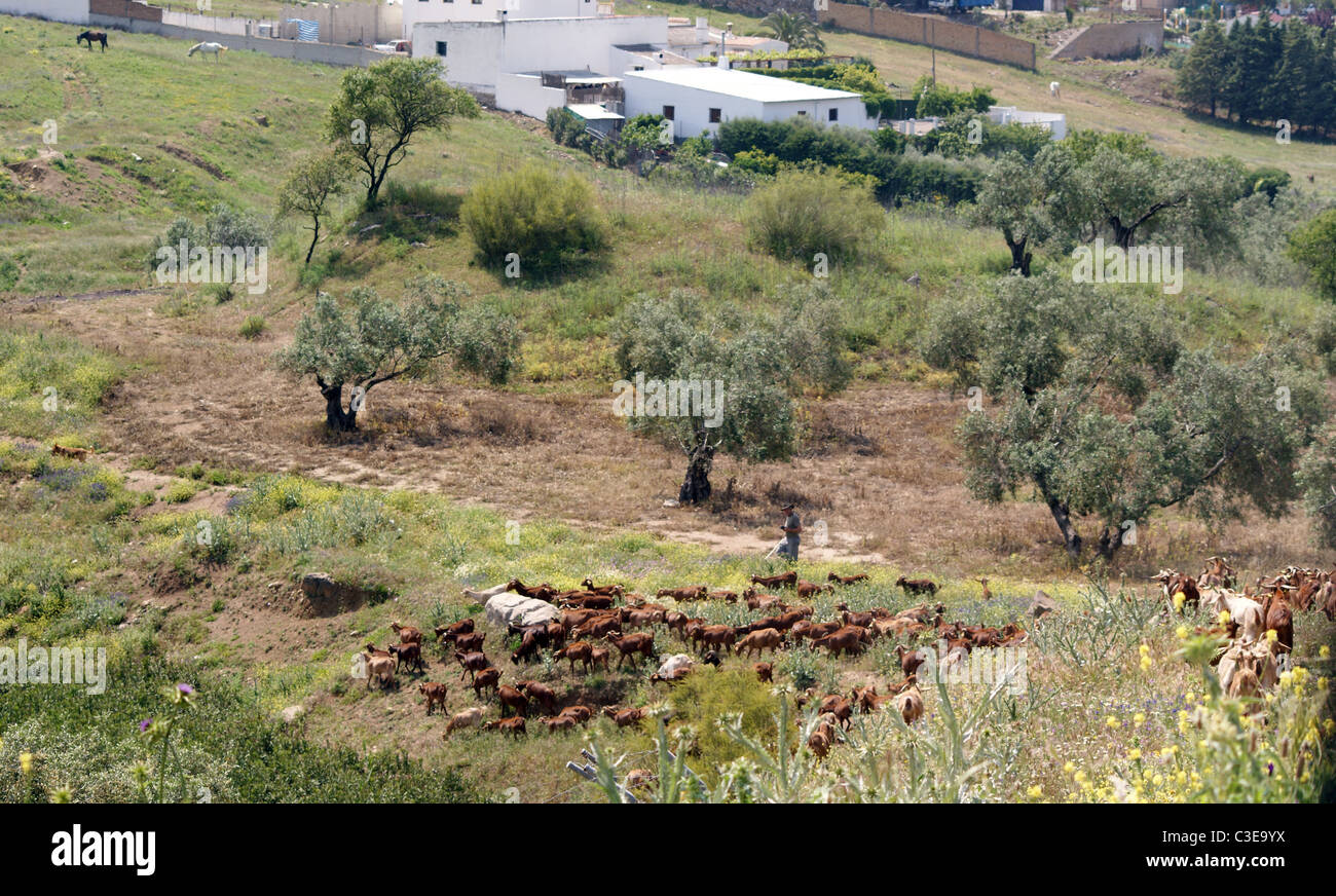HERD OF GOATS WITH GOATHERD GRAZING IN A FIELD OF OLIVE TREES IN THE