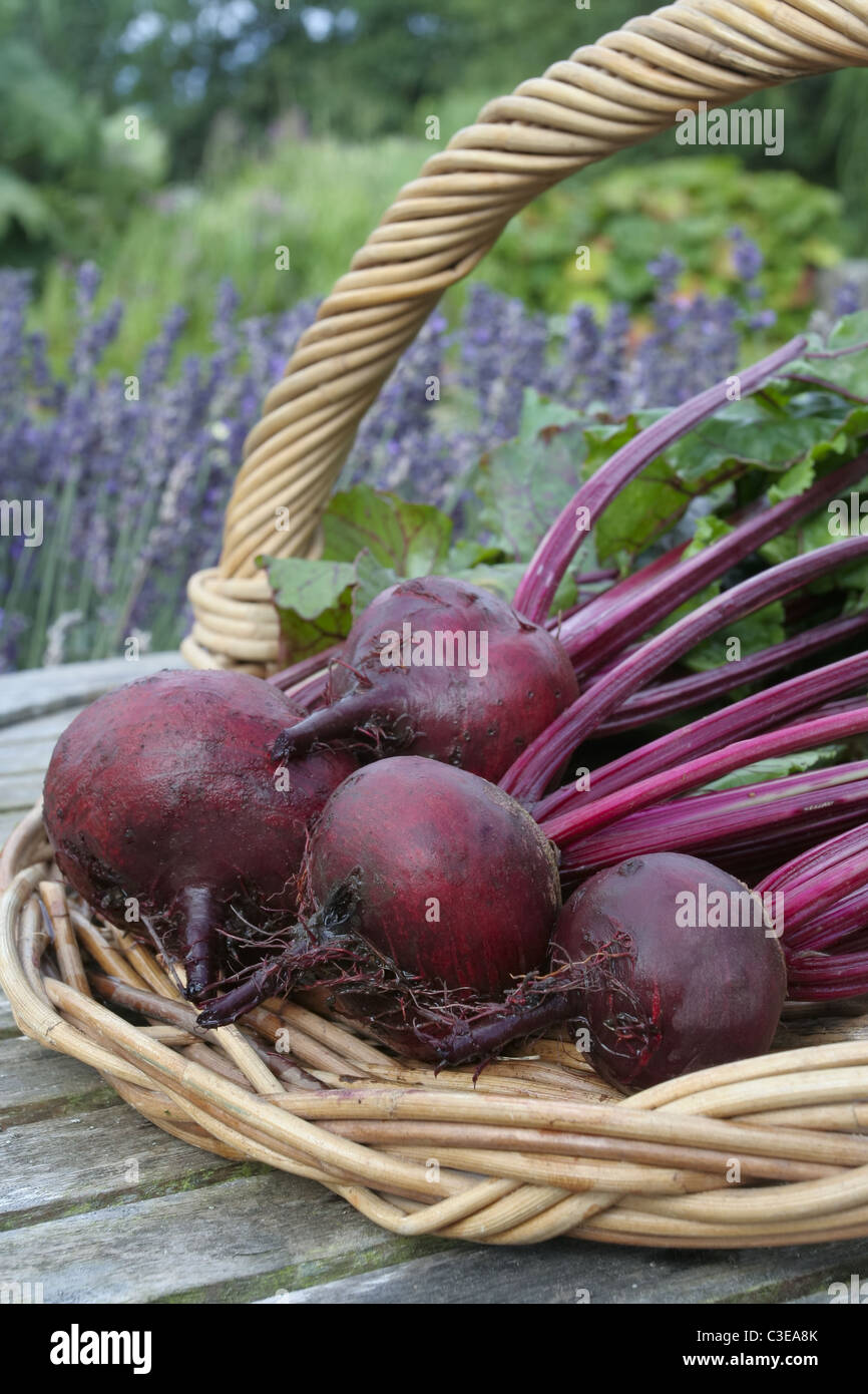 Freshly picked beetroot vegetables Stock Photo