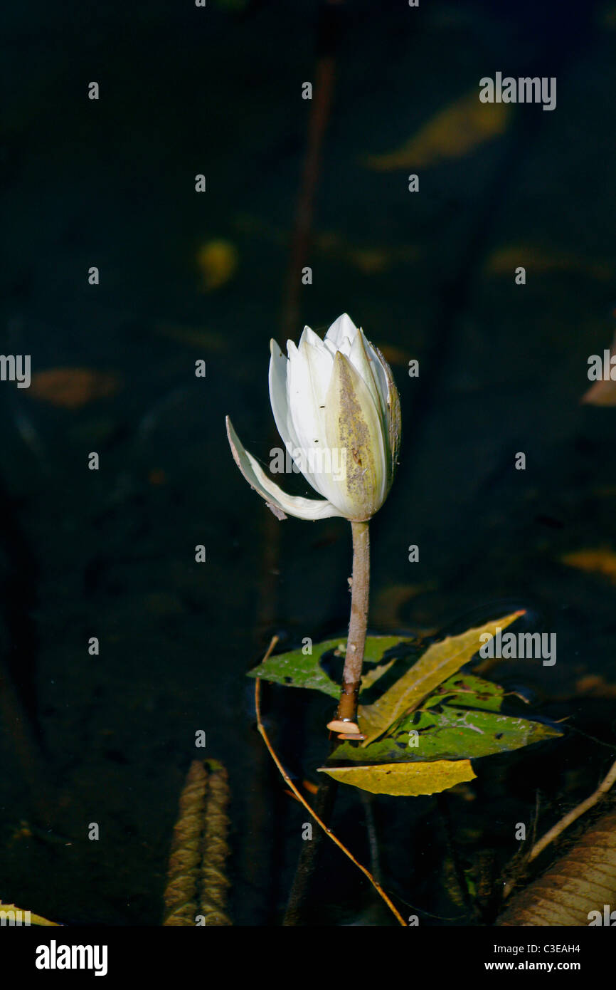 Nymphaea odorata, White Lotus, Water Lilly flowers in a water pond, Sarasbaug, Pune, Maharashtra, India Stock Photo