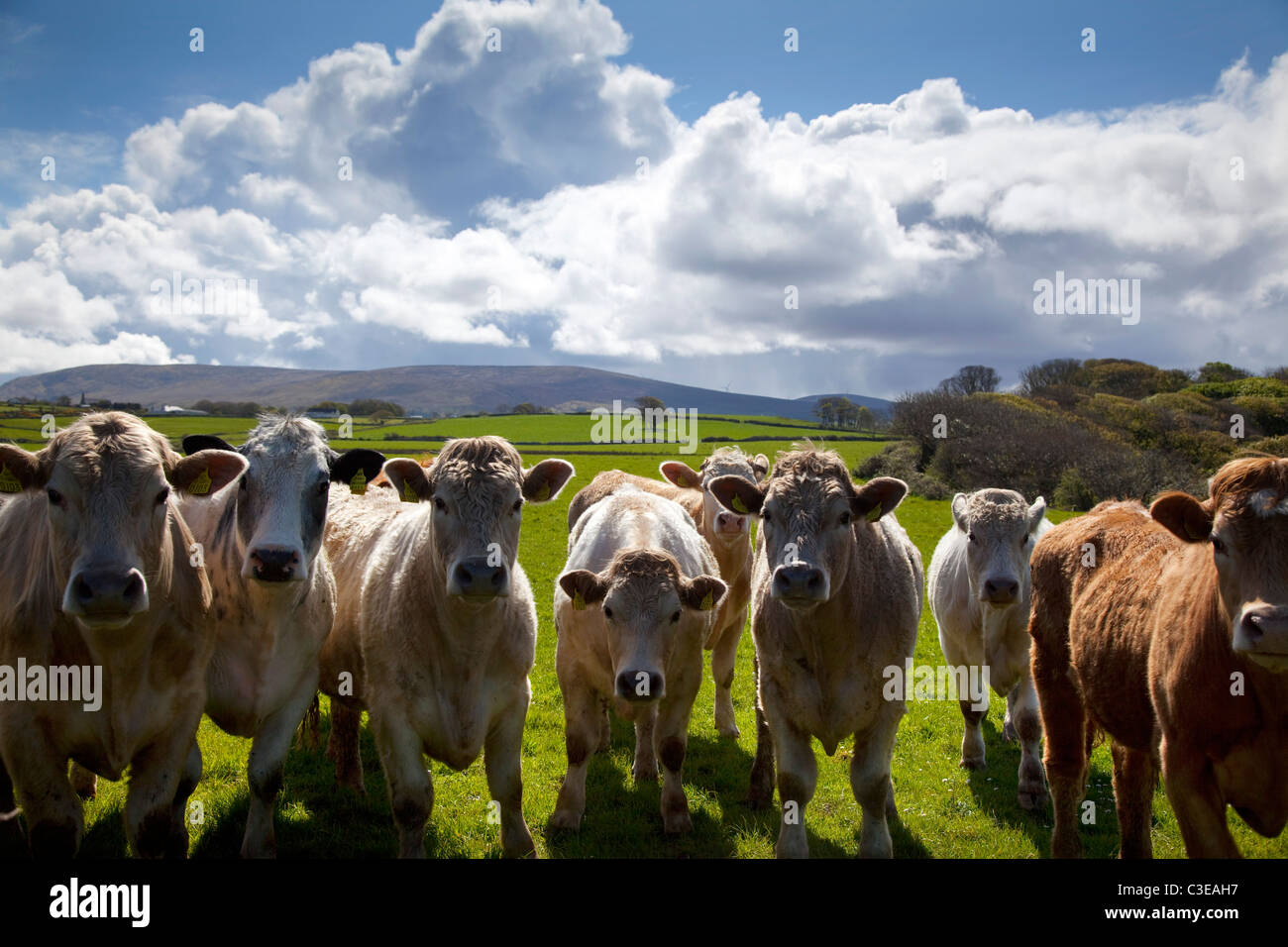 Herd of curious Charolais cattle in a field, County Sligo, Ireland. Stock Photo