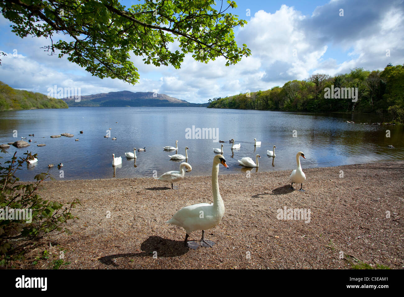 Swans on the shore of Lough Gill, Hazelwood, County Sligo, Ireland. Stock Photo