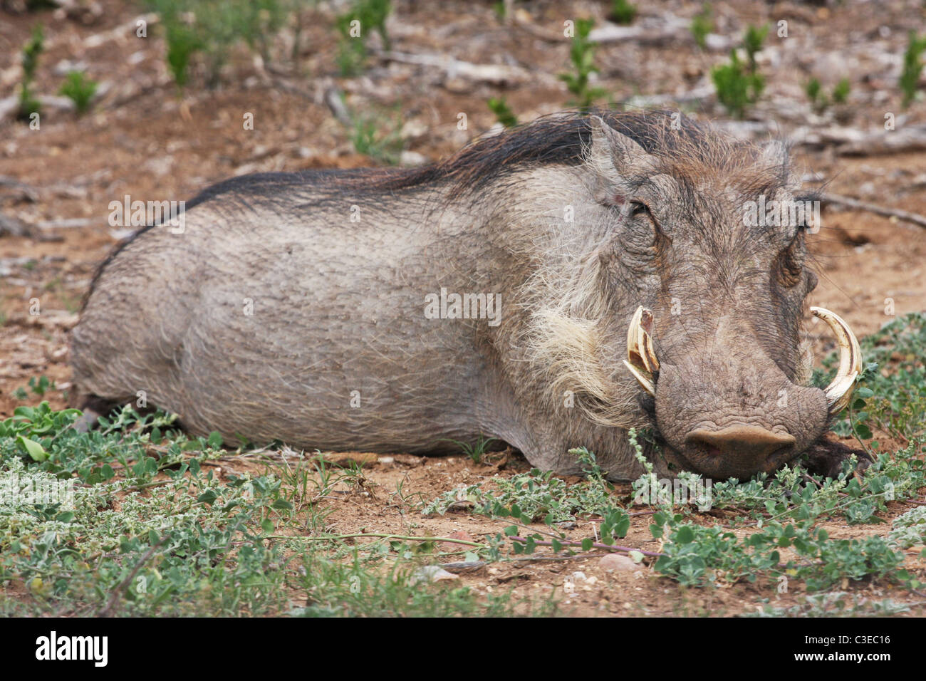South Africa, sleeping warthog, Addo Elephant Park Stock Photo