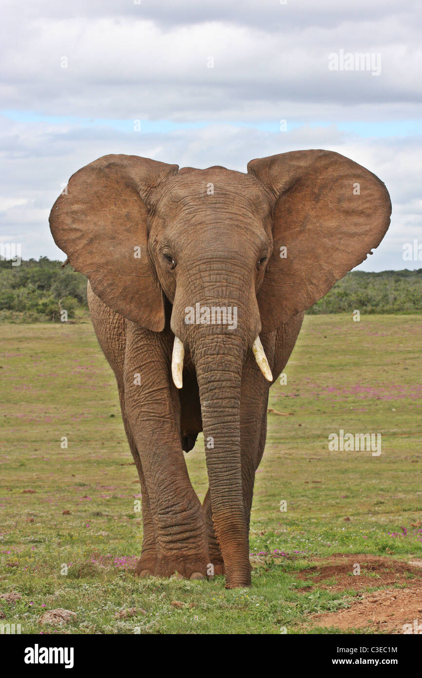 South africa elephant hires stock photography and images Alamy