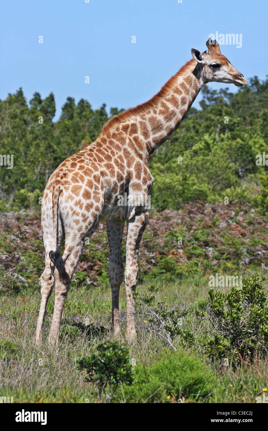 Giraffe, South Africa, green plants Stock Photo