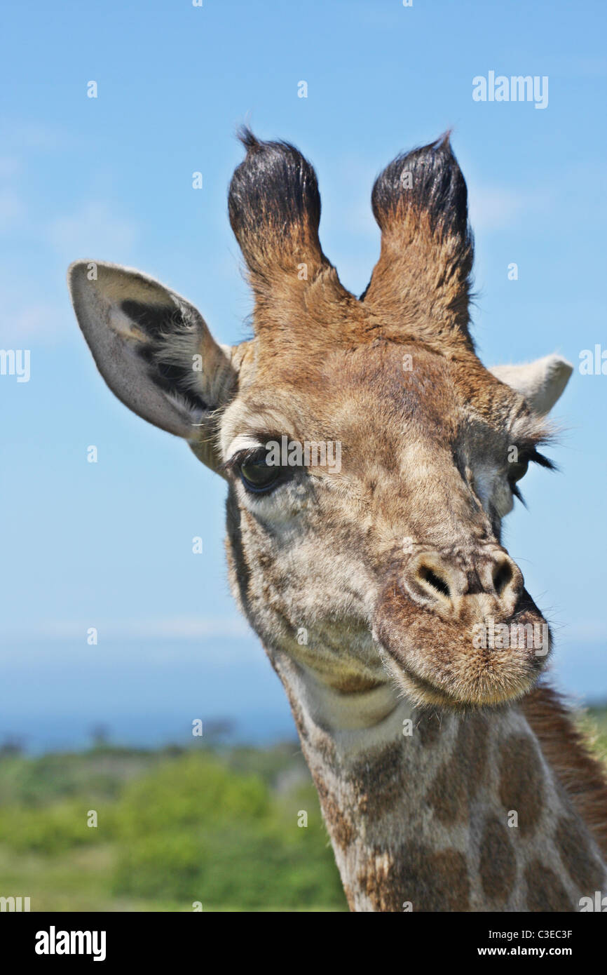Giraffe face, ears, big eyes, South Africa, green plants Stock Photo