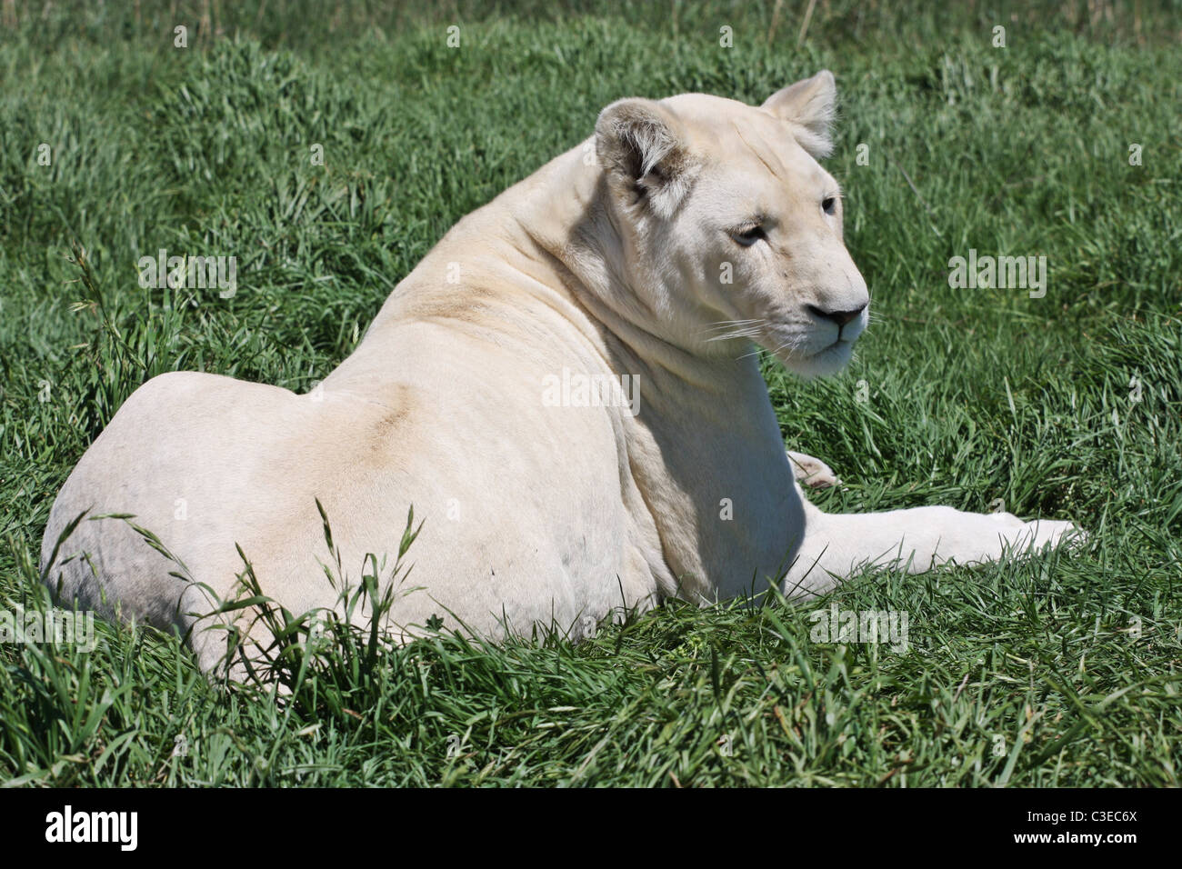 White female lion, lion park, Port Elizabeth, South Africa, green plants Stock Photo