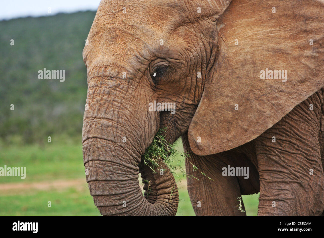 South African Elephant eating plants, Safari Stock Photo Alamy