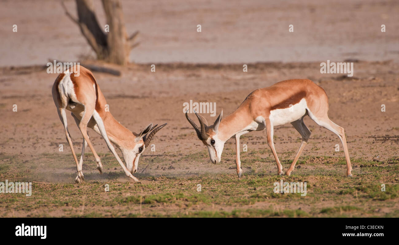 The Springbok (Afrikaans and Dutch: spring = jump; bok = antelope or goat) Antidorcas marsupialis Stock Photo