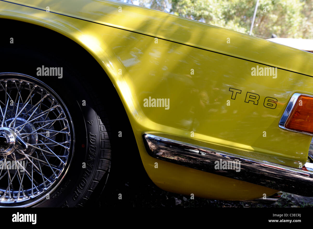 Mimosa yellow triumph hires stock photography and images Alamy