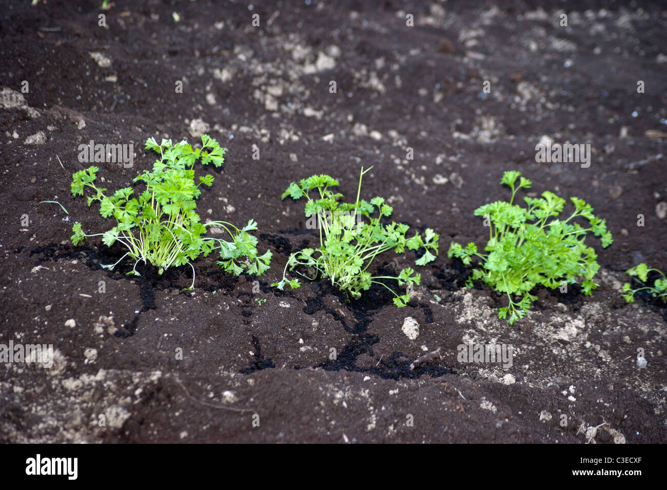 Market garden Stock Photo