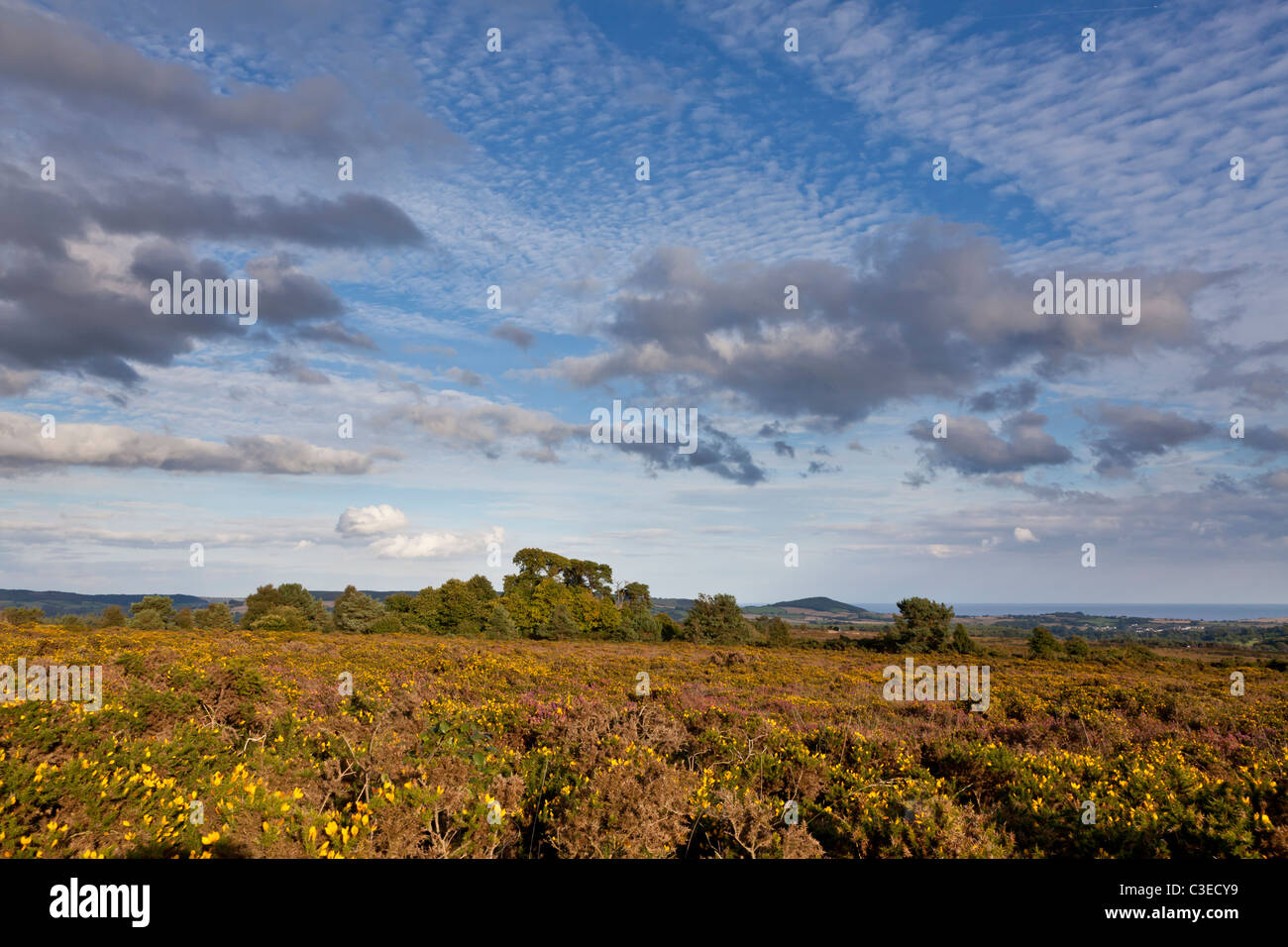 Woodbury common hires stock photography and images Alamy