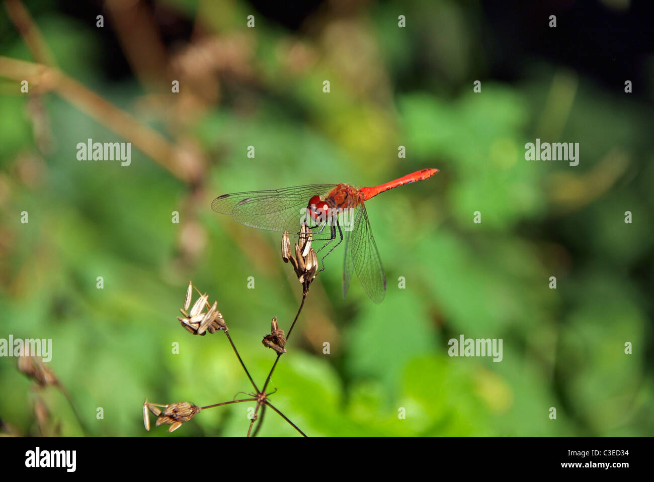 Dragonfly up close Stock Photo - Alamy
