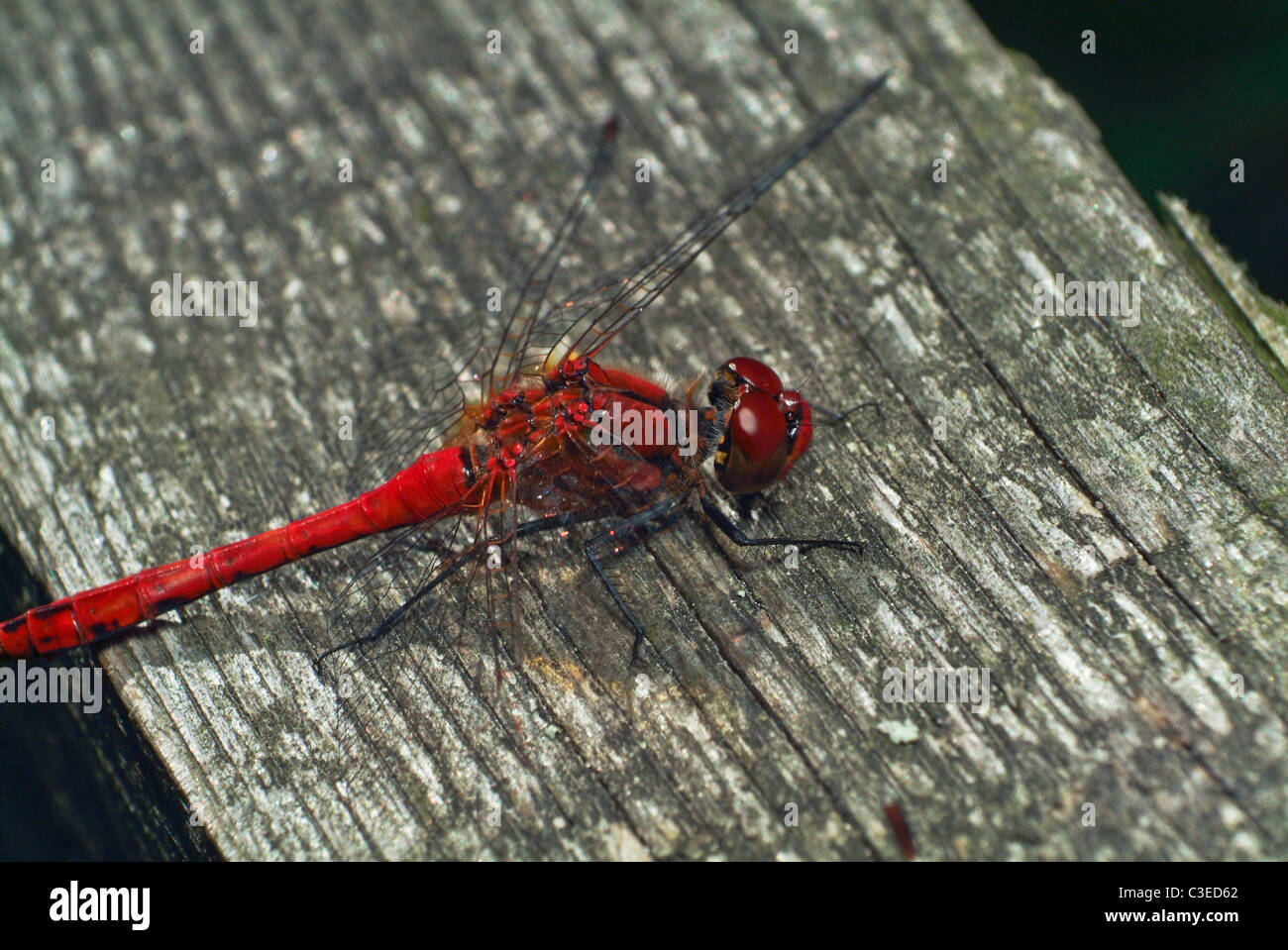 Dragonfly up close Stock Photo - Alamy