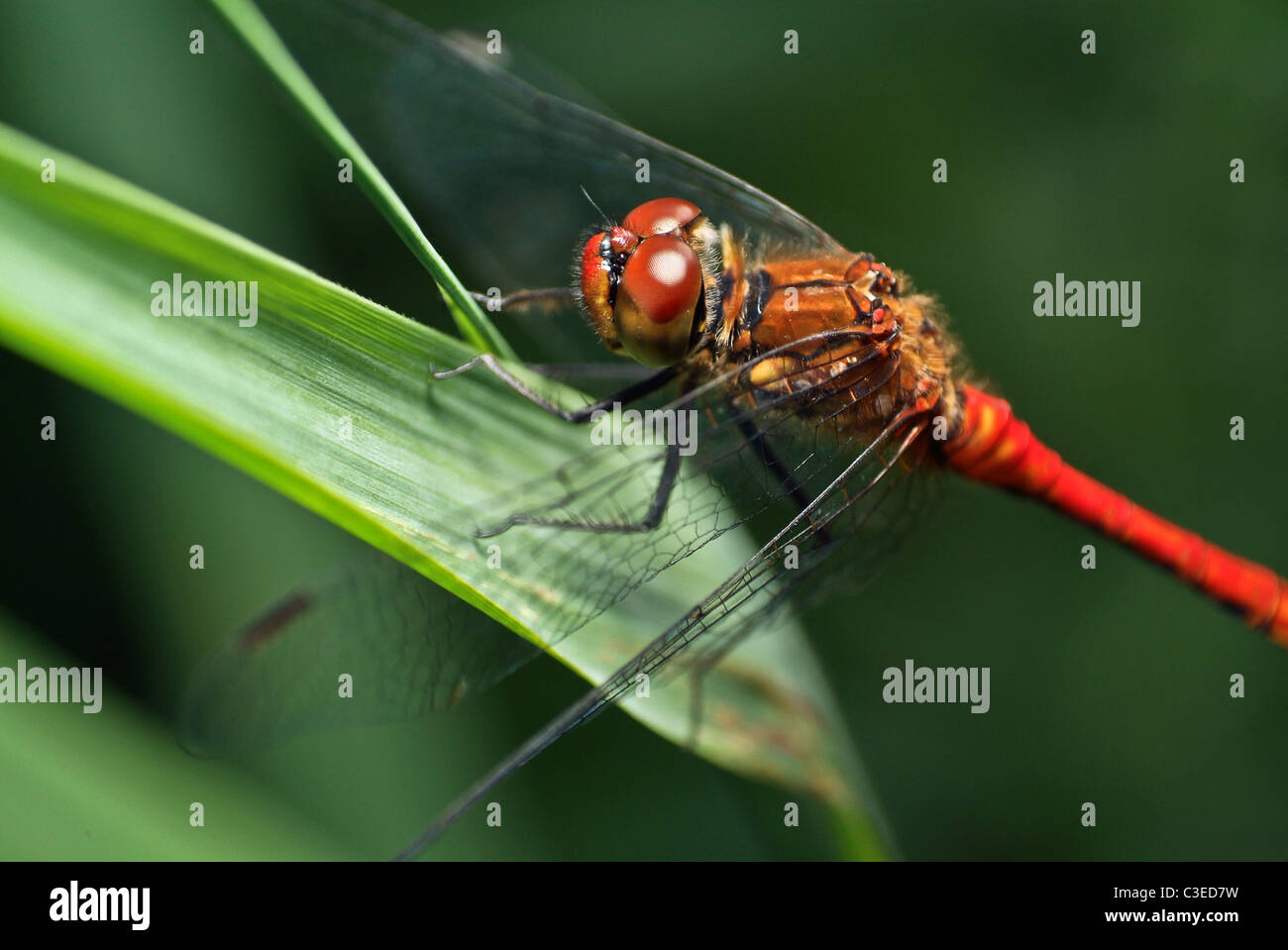 Dragonfly up close Stock Photo - Alamy