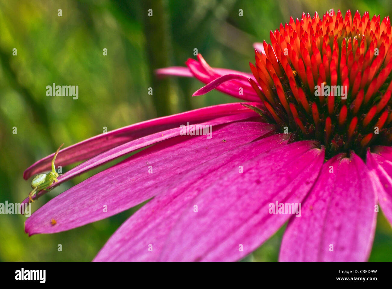 Spider up close Stock Photo - Alamy