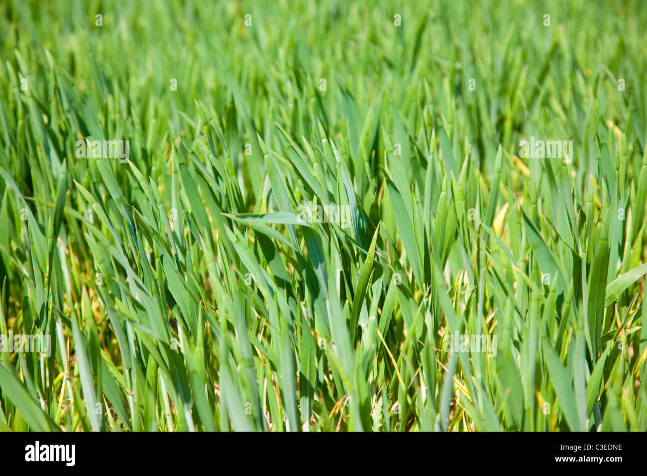 Shoots of cereal hi-res stock photography and images - Alamy