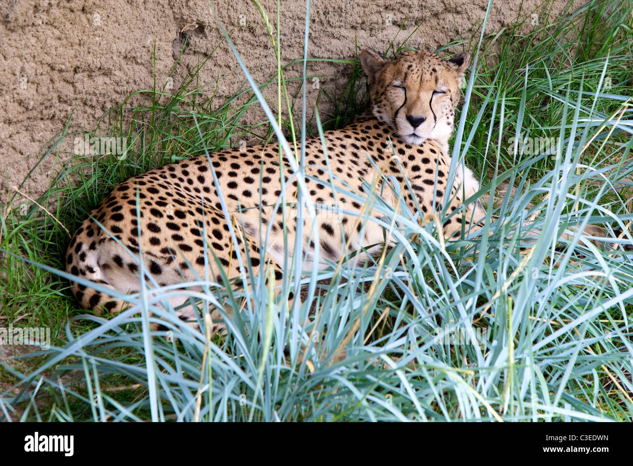 A Cheetah (Acinonyx jubatus) sleeping in a shaded grassy area. Stock Photo