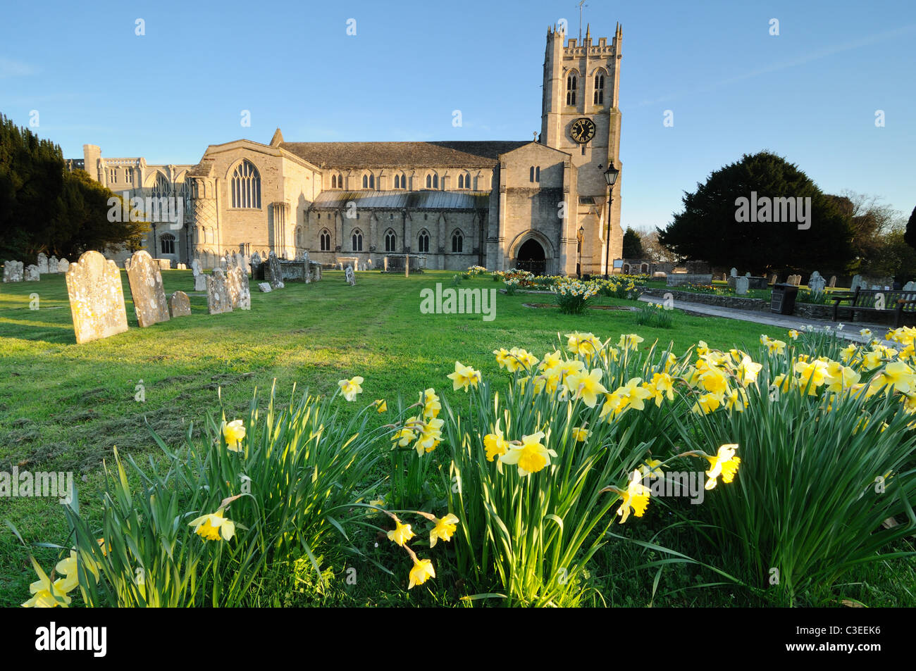 Christchurch Priory on a sunny spring evening with daffodils in the