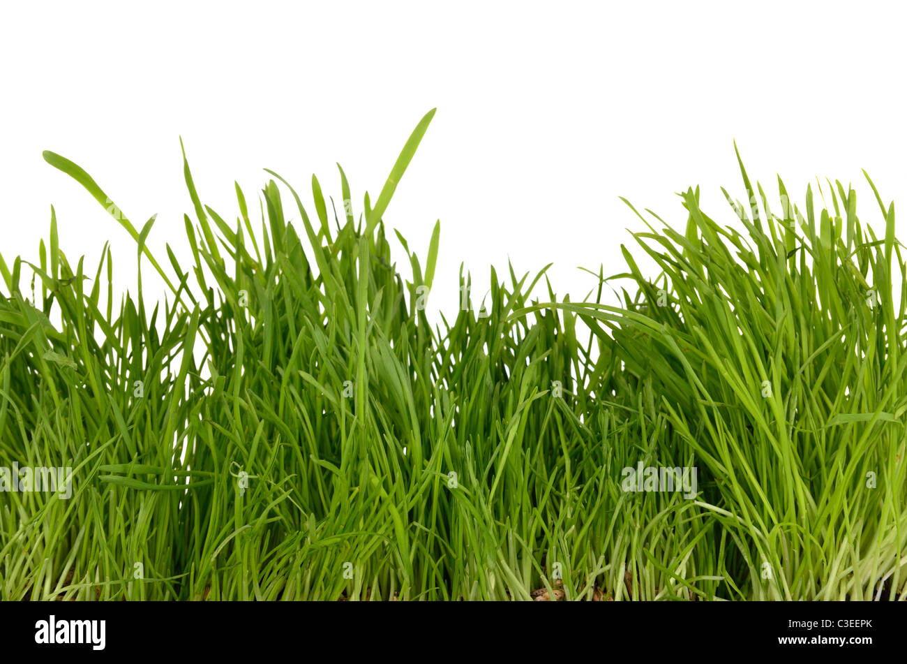 Fresh green grass isolated on white background Stock Photo - Alamy