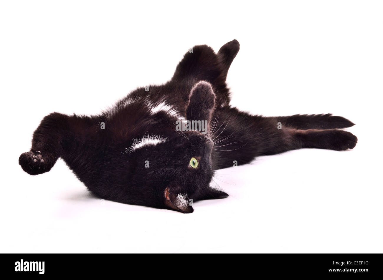 Черный кот лежит на спине