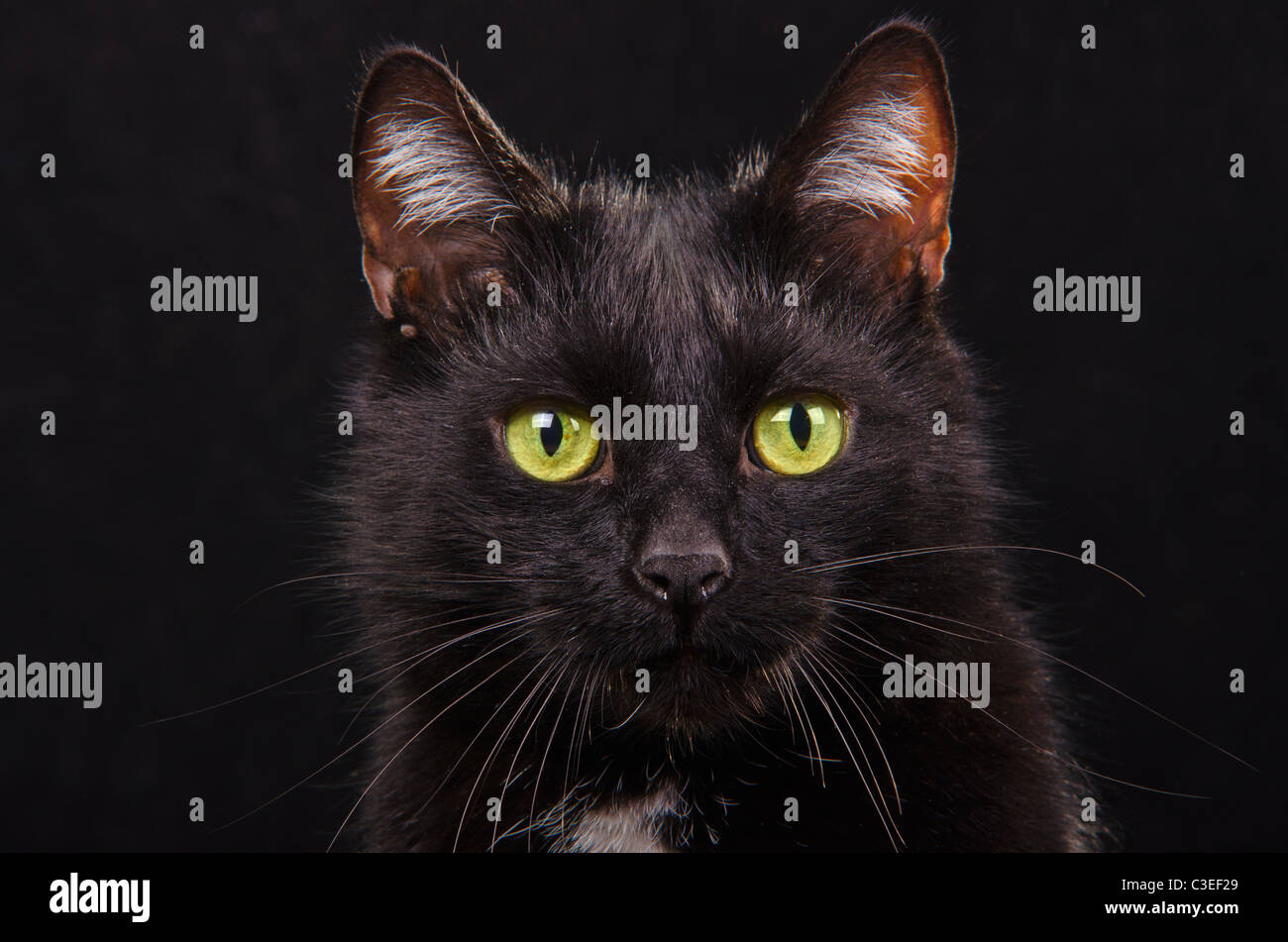 Close Up Of Black Panther Growling Stock Photo Alamy