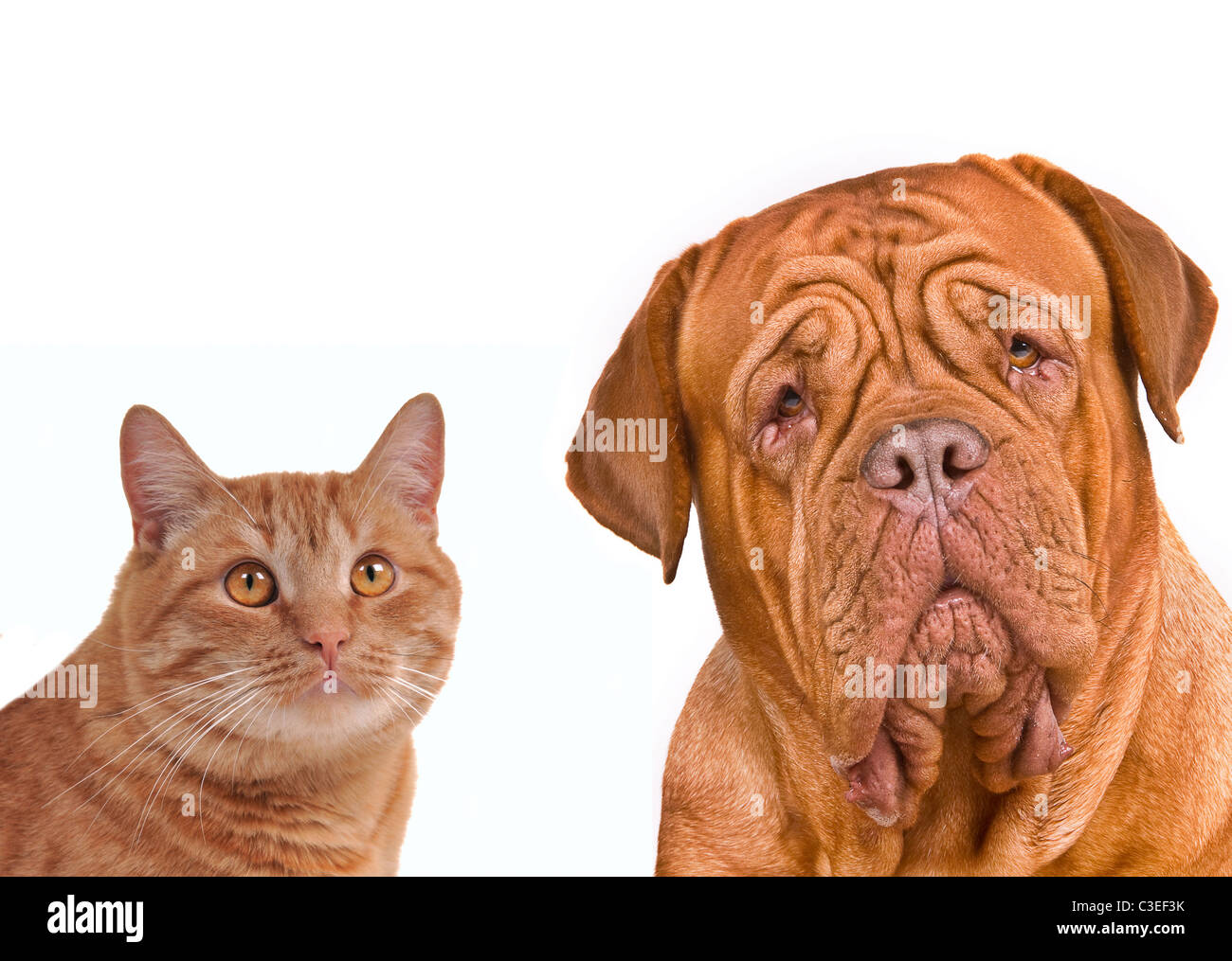 Boxers And Cats Coexisting