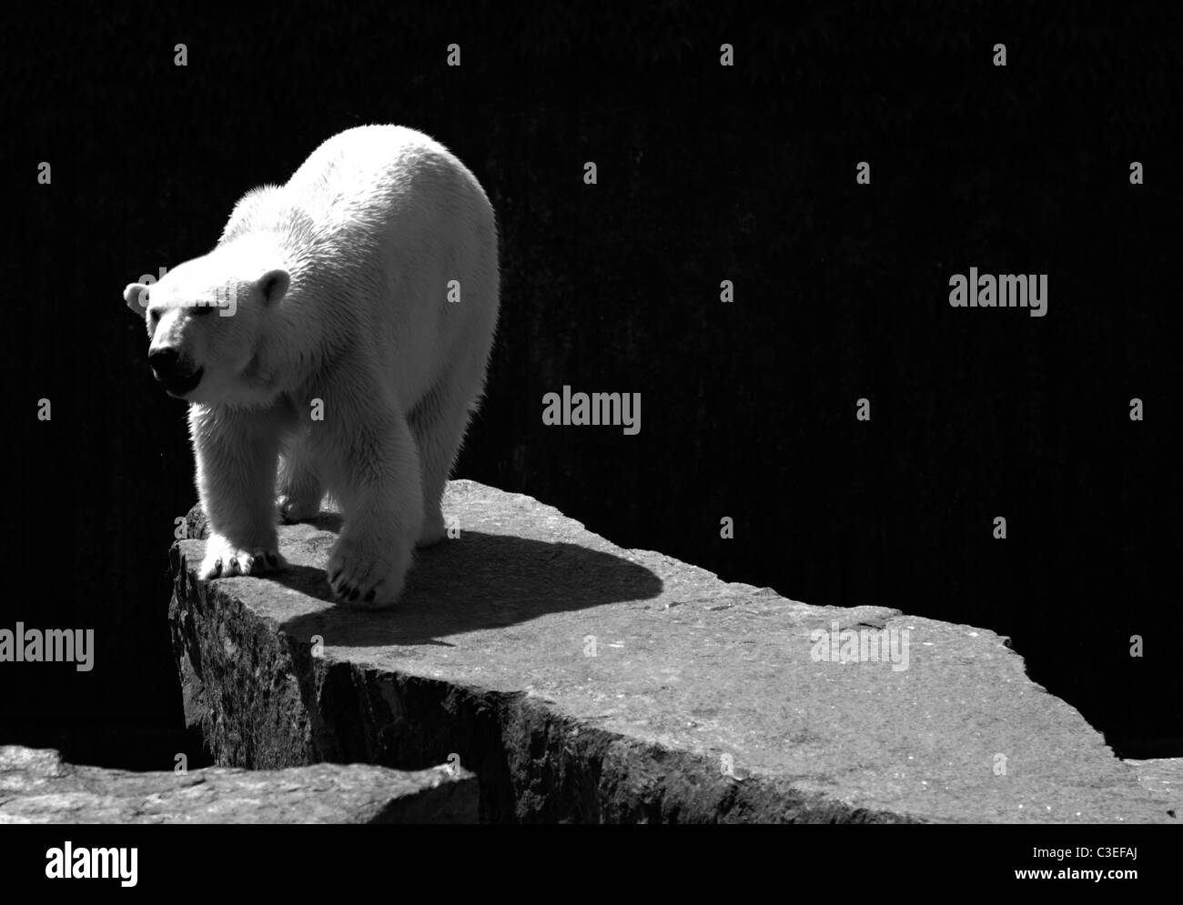 Polar bear swimmer hi-res stock photography and images - Alamy