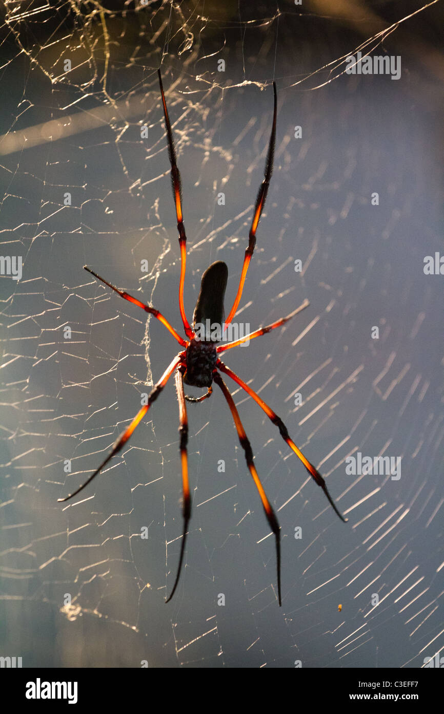 Deadly poisonous spider hi-res stock photography and images - Alamy