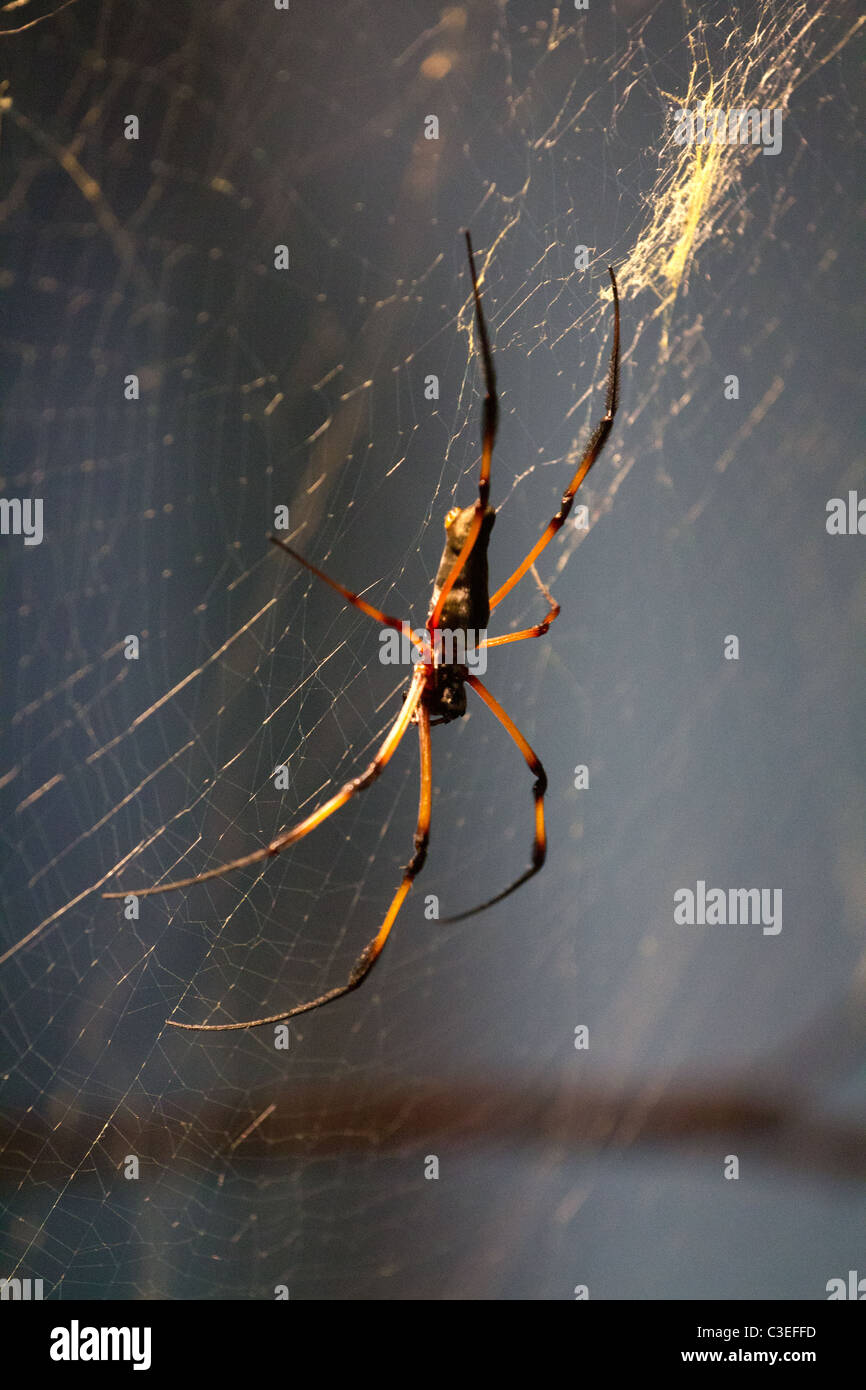 Deadly poisonous spider hi-res stock photography and images - Alamy