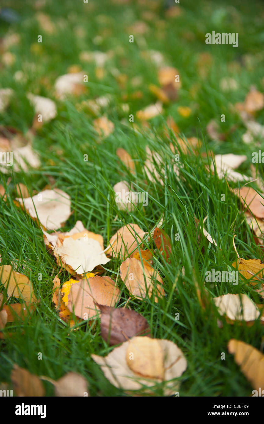 Yellow autumn leaves on lawn Stock Photo - Alamy