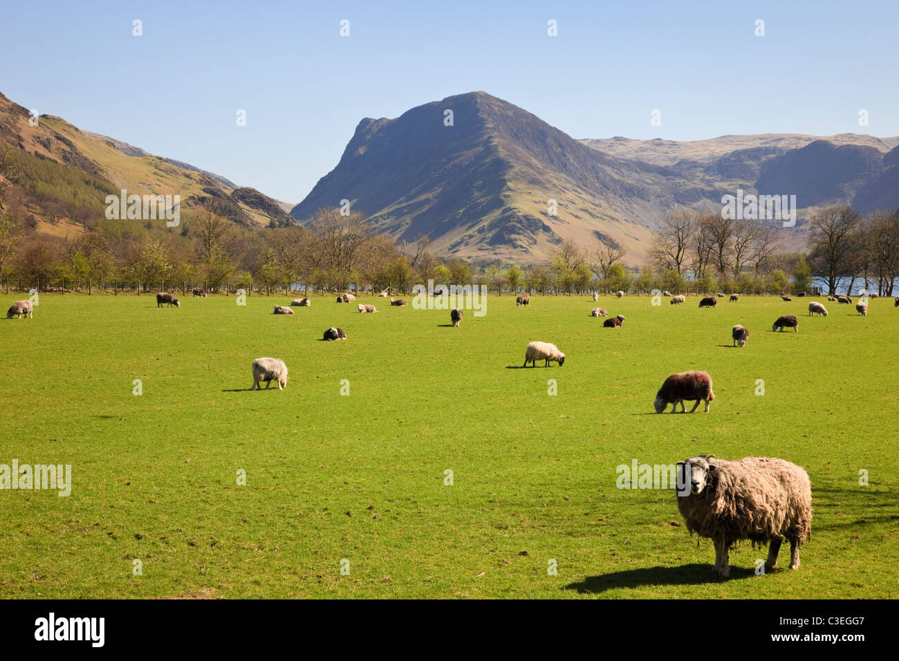 Flock of Herdwick sheep in a country side valley field with view to Fleetwith Pike in Lake District National Park. Buttermere Cumbria England UK Stock Photo