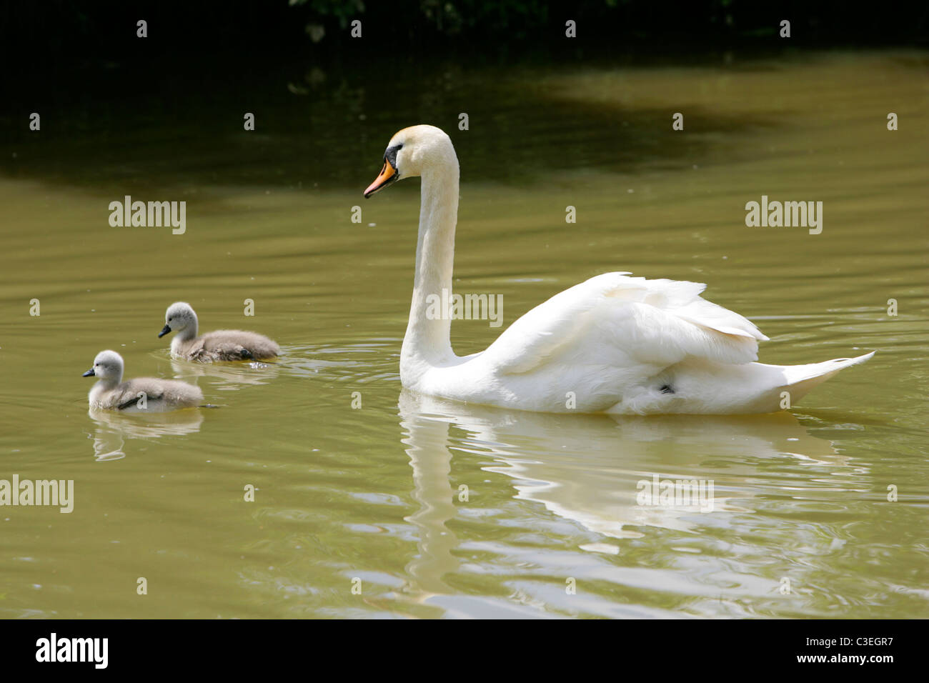 Swan and signets Stock Photo