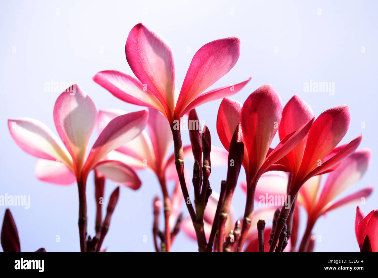 Beautiful pink frangipani flowers Stock Photo Alamy