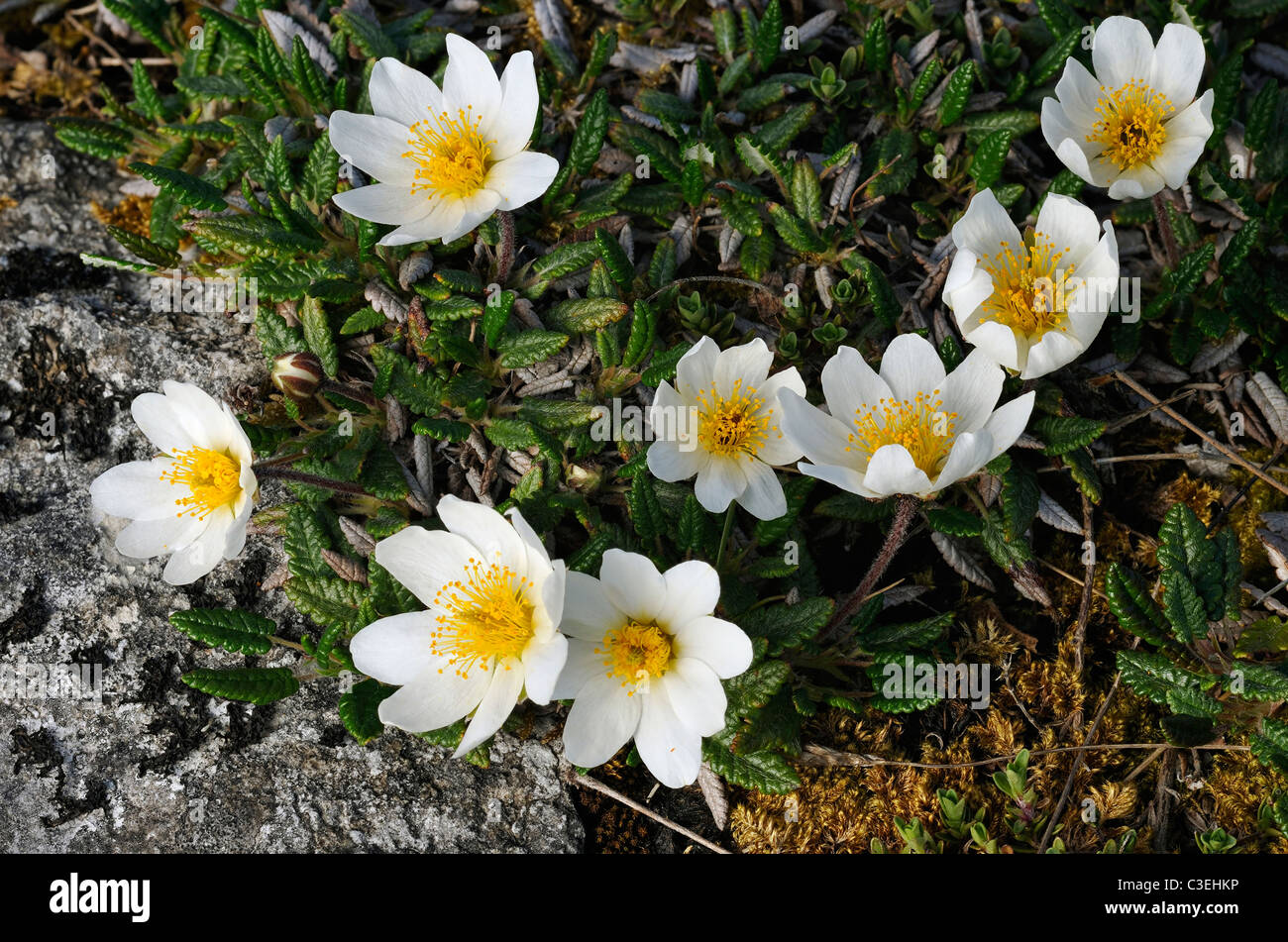 Mountain Avens - Dryas octopetala, growing on The Burren Stock Photo ...