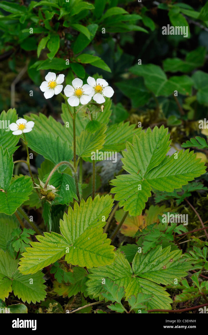 Wild Strawberry - Fragaria vesca Stock Photo - Alamy