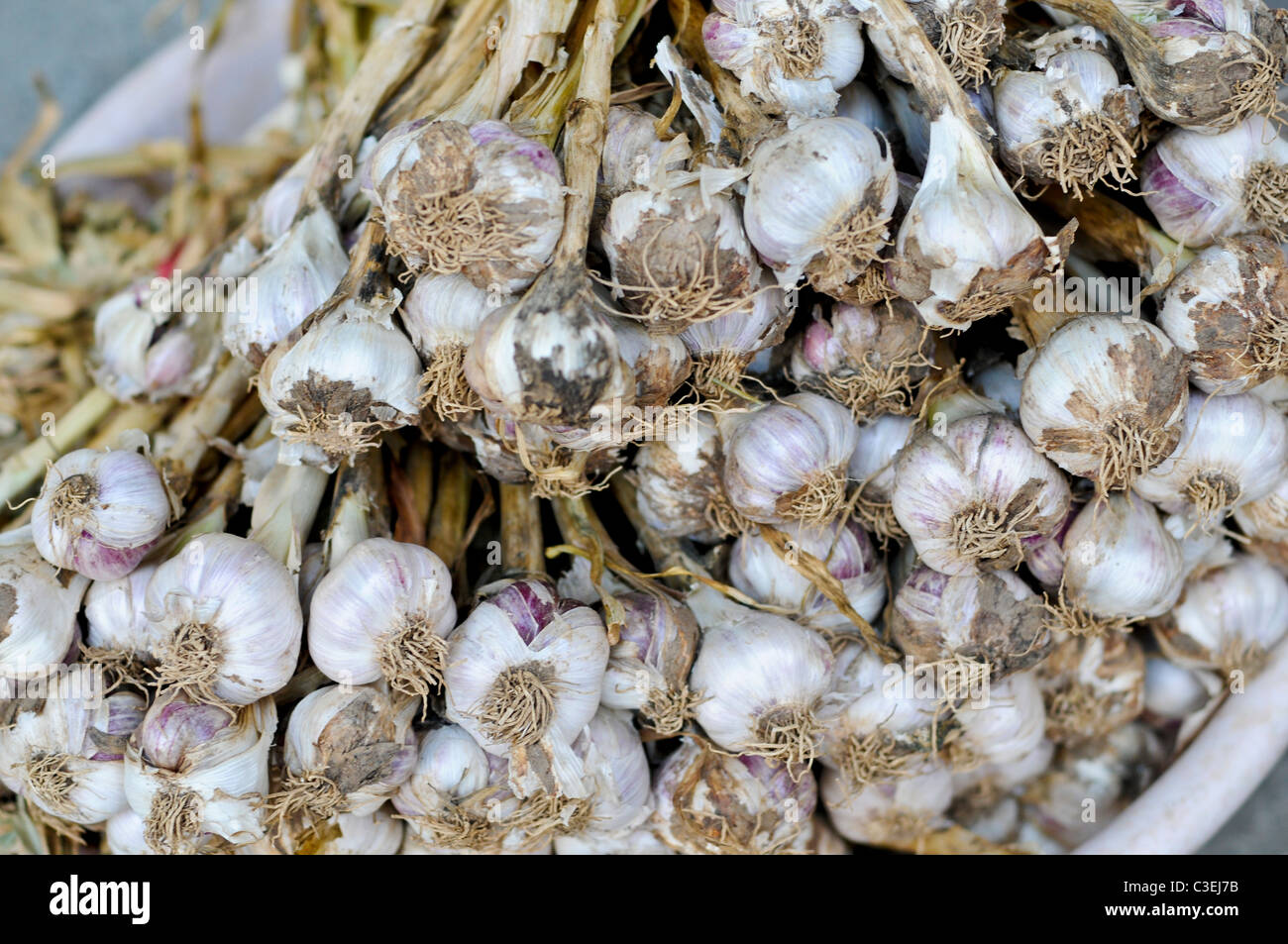 A close-up on the bulb end of a bunch of garlic.  It shows the outer skin and roots Stock Photo