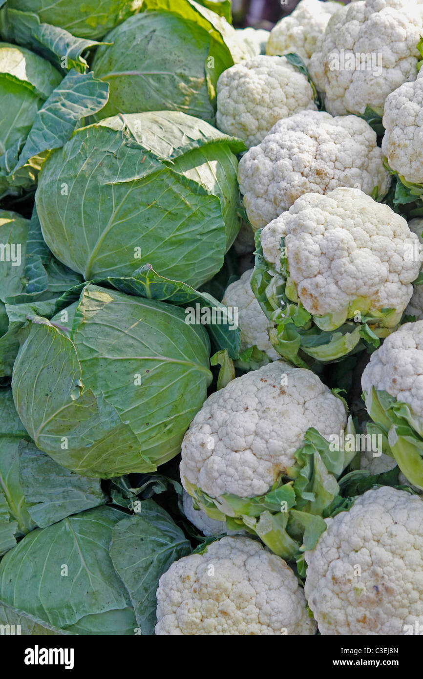 Cabbage, Brassica oleracea var capitata & Cauliflower, Brassica oleracea var botrytis, India Stock Photo
