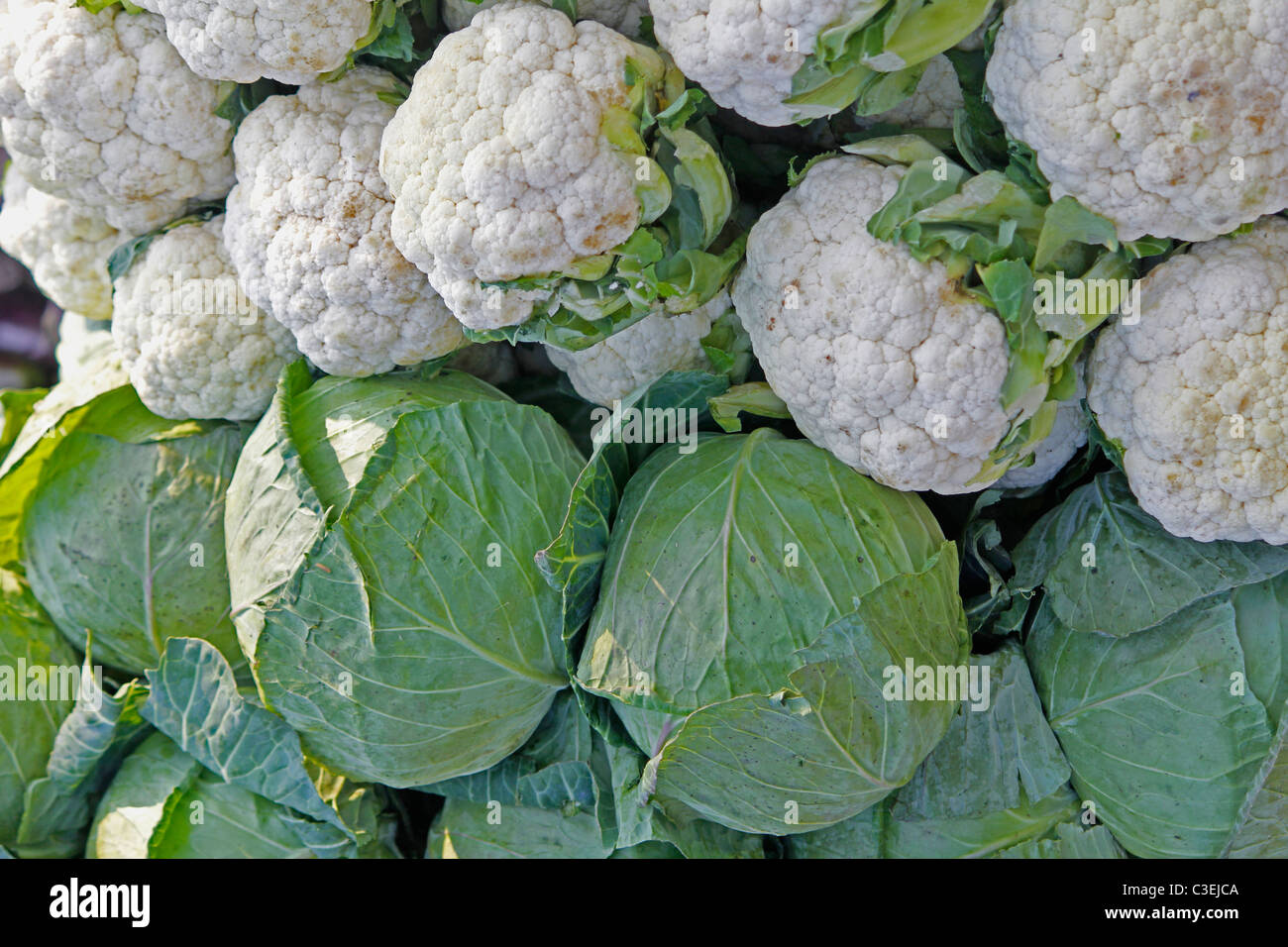 Cabbage, Brassica oleracea var capitata & Cauliflower, Brassica oleracea var botrytis, India Stock Photo