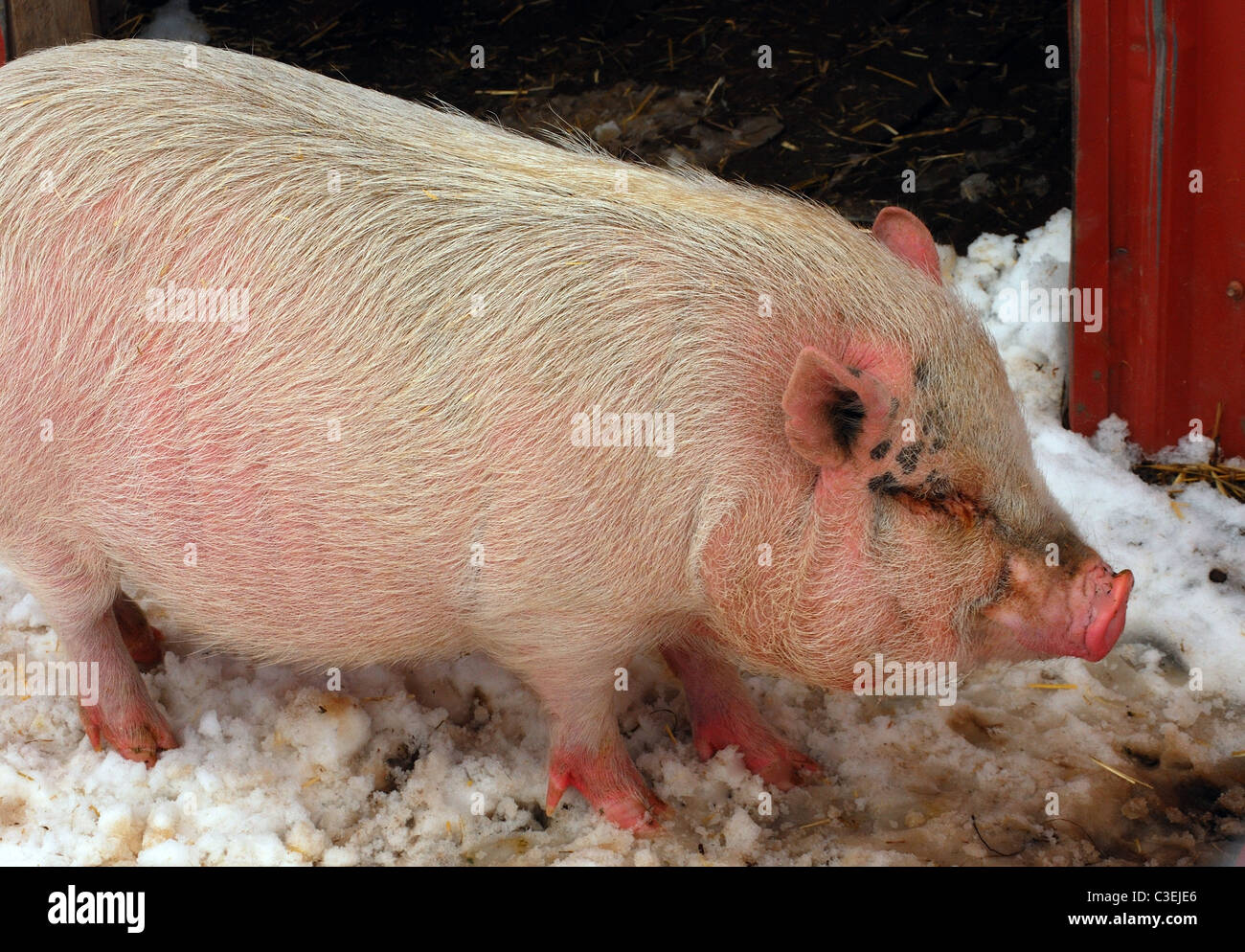 Pig in snow hi-res stock photography and images - Alamy