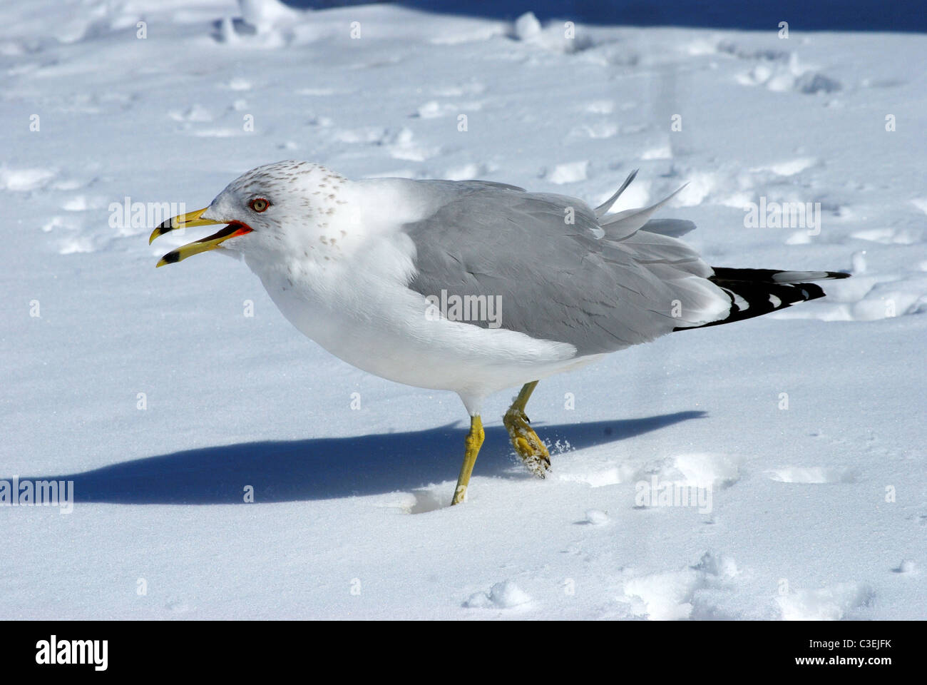 Ring billed gull standing hi-res stock photography and images - Alamy
