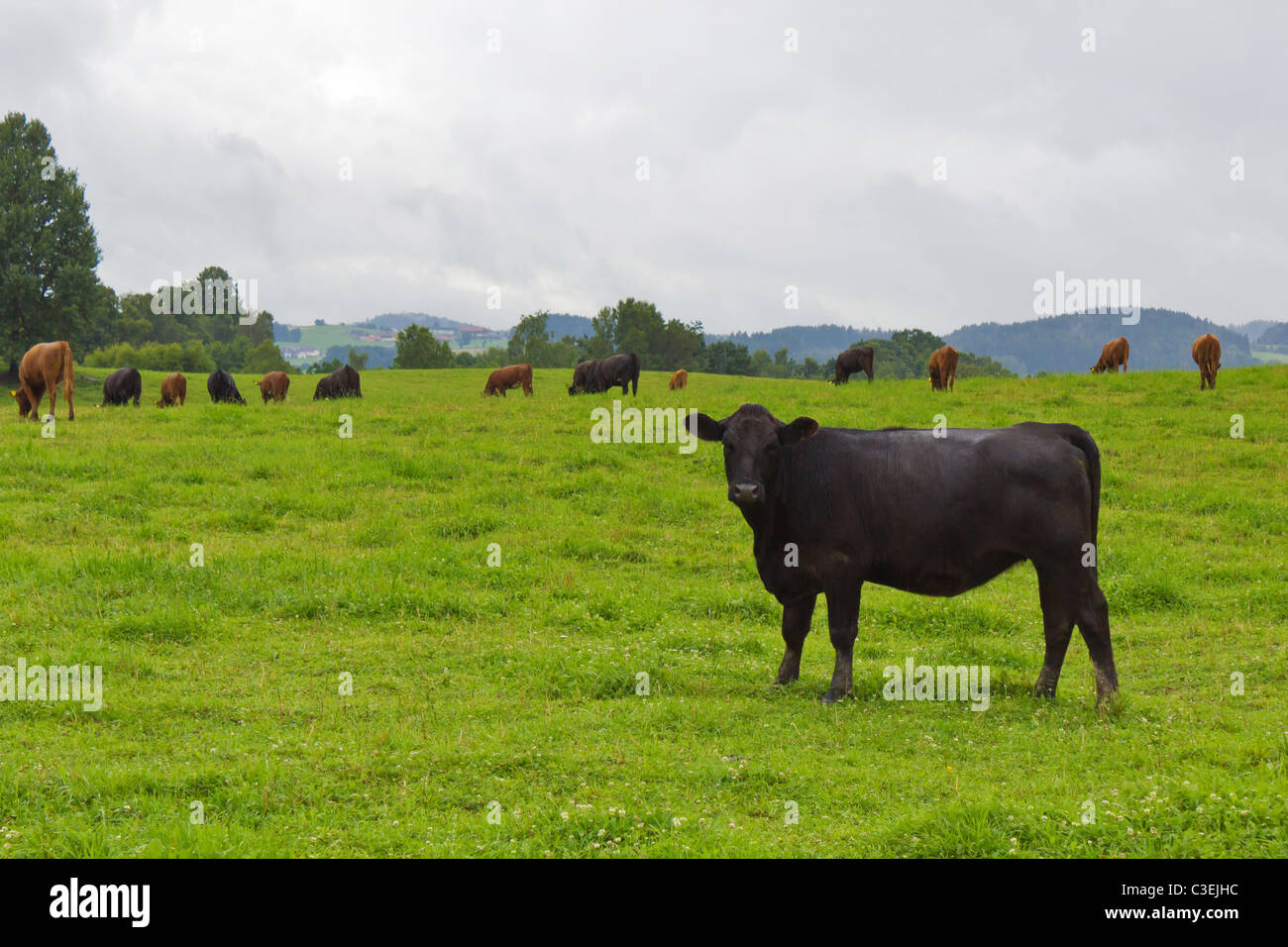 bull on pasture Stock Photo