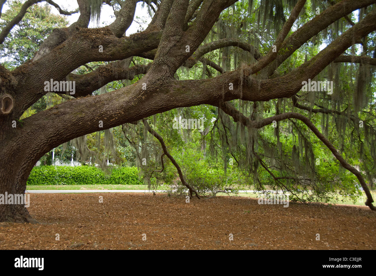 Southern live oak tree hires stock photography and images Alamy