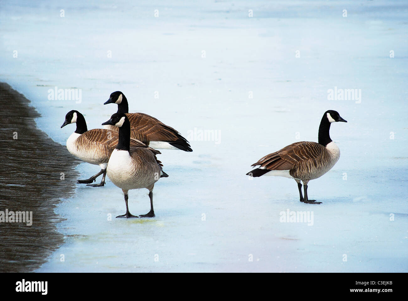 Canadian Geese on lake ice during spring migration. Stock Photo