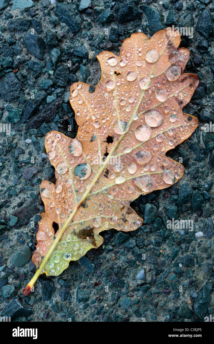 Raindrop-covered leaf on a trail along the River Wharfe near Barden Tower in Yorkshire, England Stock Photo