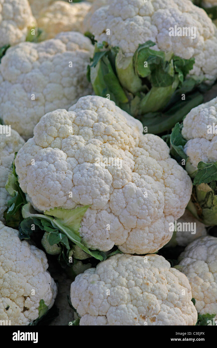 Cauliflower, Brassica oleracea var botrytis, Common vegetable in India