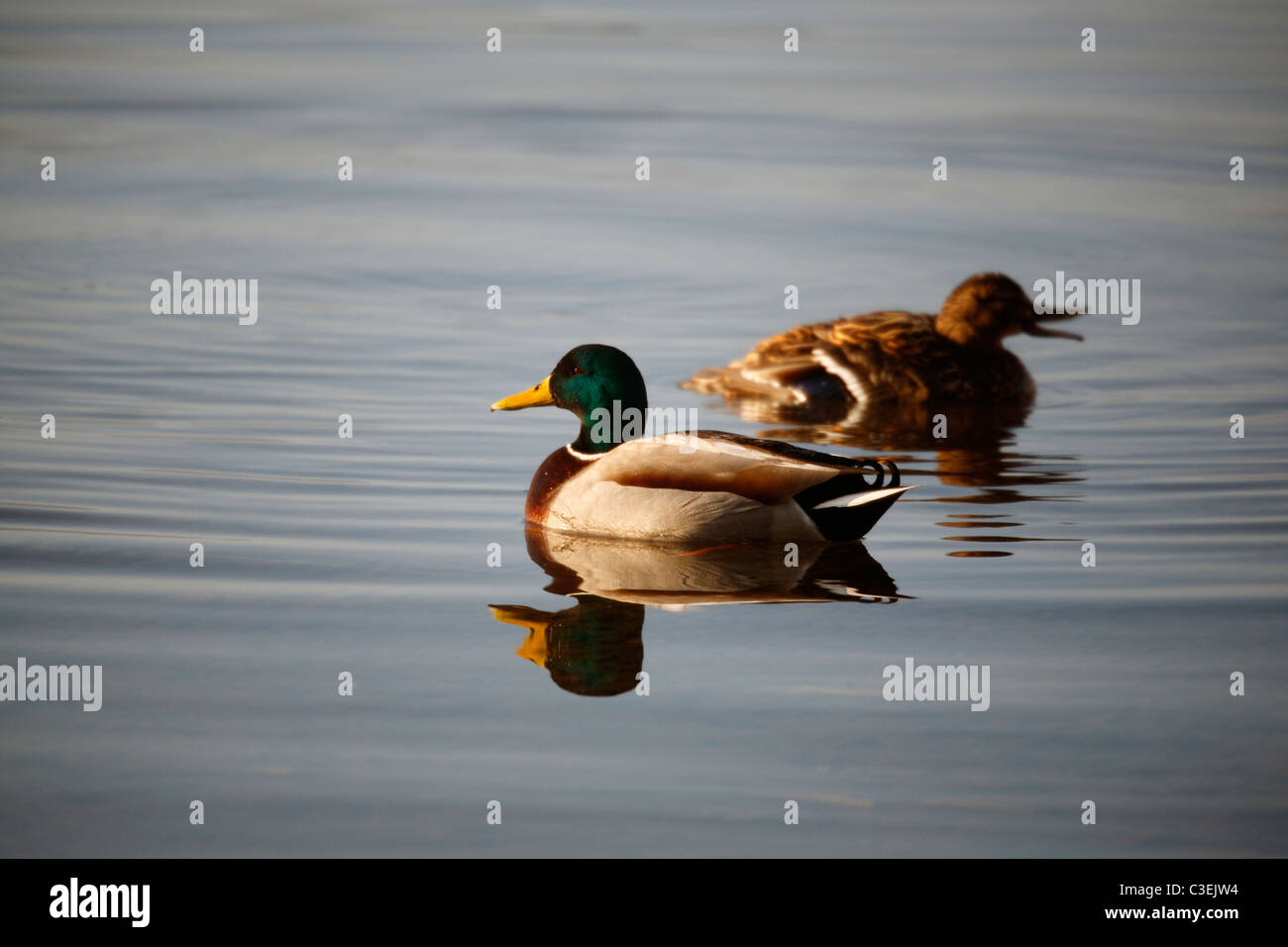 Two Mallard ducks (a male and a female) looking for food on Derwent Water near Keswick in the Lake District of England Stock Photo