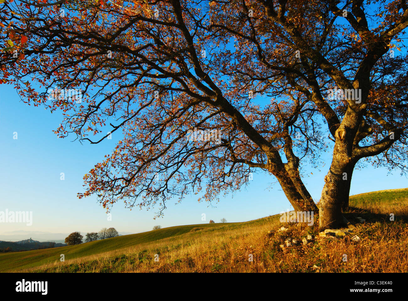 Large secular oak tree in autumn evening colors under blue sky Stock Photo
