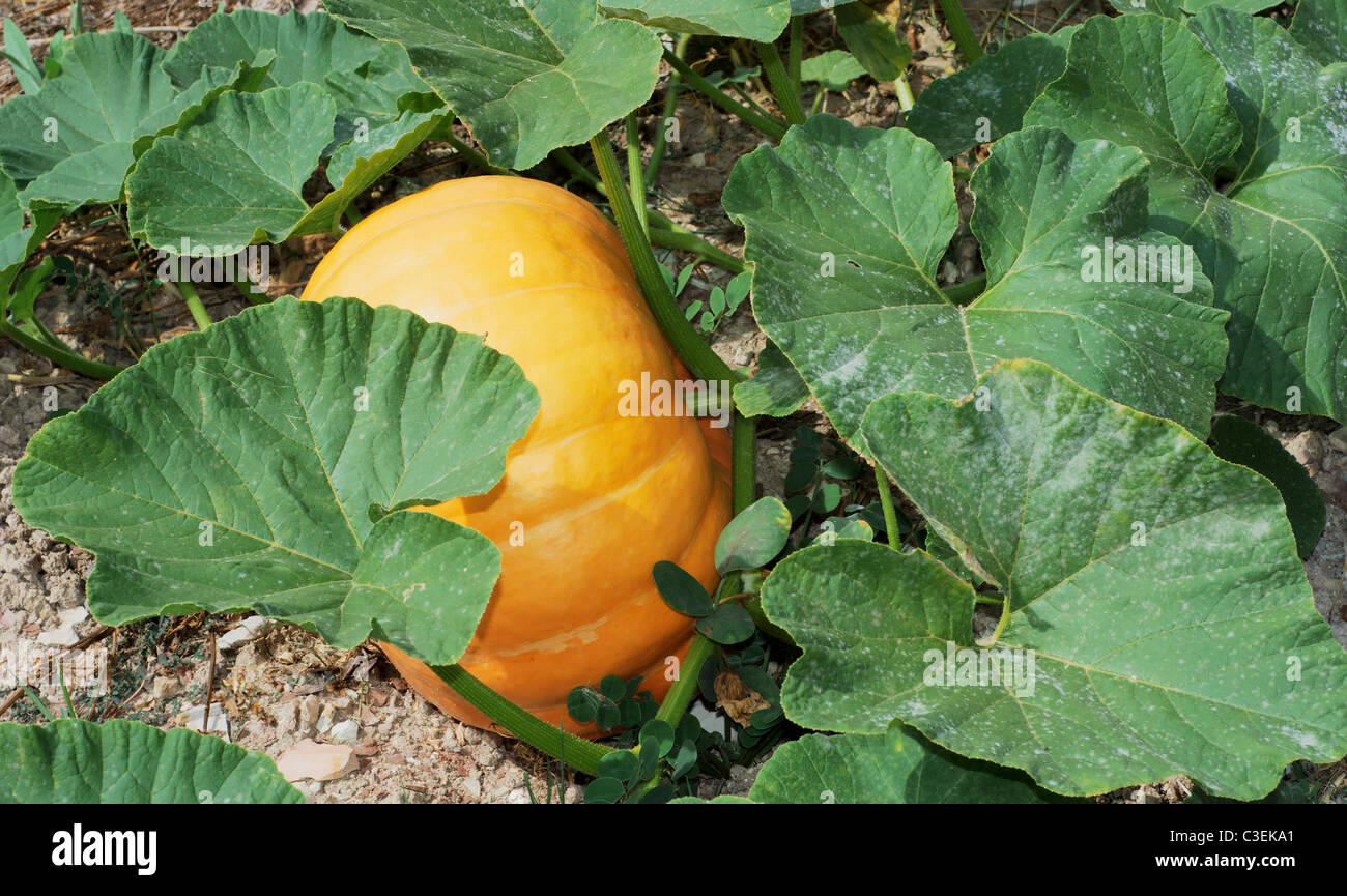 Pumpkin plants with large pumpkin Stock Photo