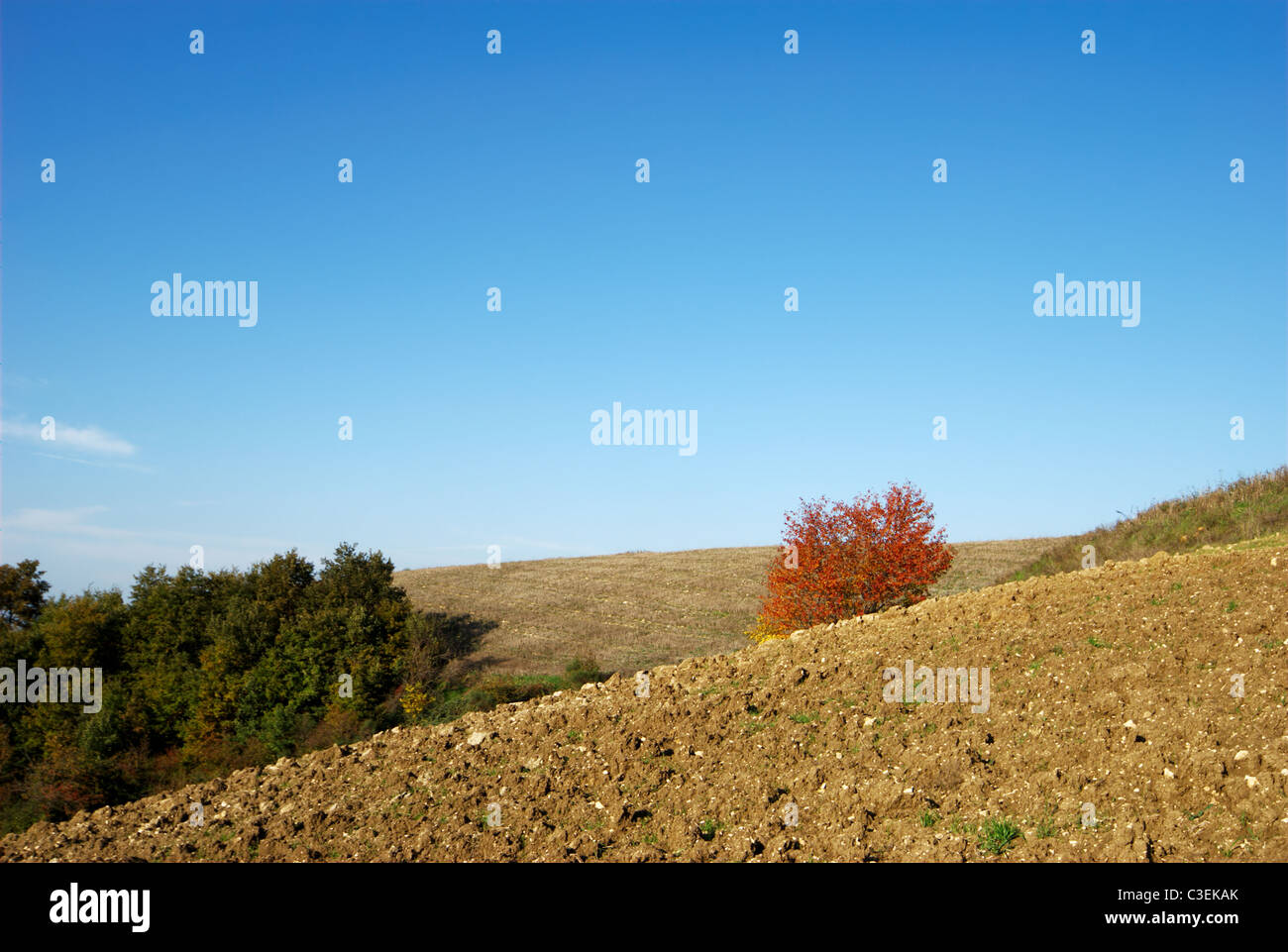 Hillside with red bush and clear blue sky Stock Photo